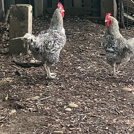 Chateau Le Perchoir Bed and Breakfast